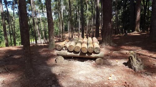 Log Bench in Pine Tree Forest on Sunny Day