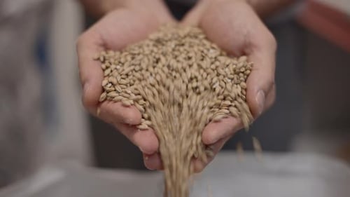 Cevada maltada derramando das mãos em concha Close Up Shot