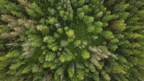 Bird View Green Forest