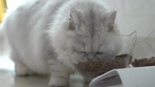 Fluffy White Cat Eating Dry Food from Clear Bowl