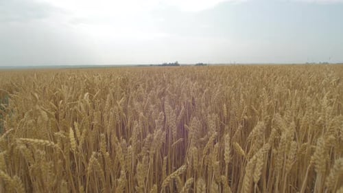 Golden Wheat Field on Sunny Day