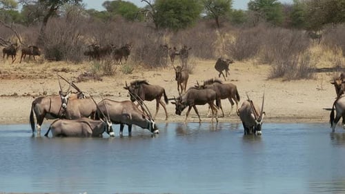 Antelopes and Wildebeest Gather at Watering Hole