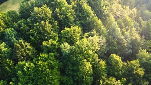 Beautiful Forest Magnificent Sunrise in the Coniferous Pine Forest