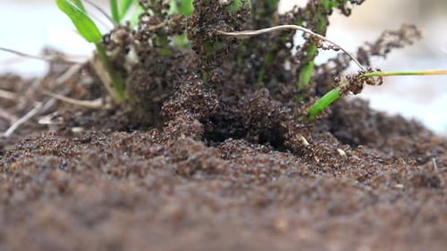 Infestation et colonie de fourmis