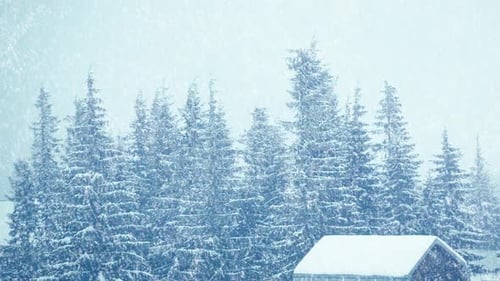 Snowfall Winter Forest Soft Snowy Christmas Morning Falling Snow