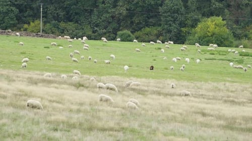 Sheep Walk Around and Eat in a Field of Tall Grass and a Green Meadow Behind It