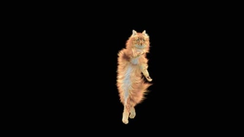 Katze tanzt HD