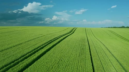 Flying Over a Green Wheat Field, Clear Blue Sky. Agricultural Industry.