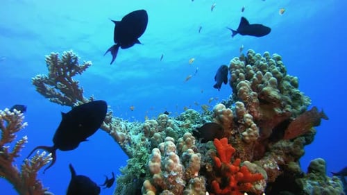 Vibrant Coral Reef Underwater Scene