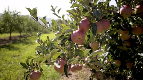 Ripe Red Apples on Tree in Orchard