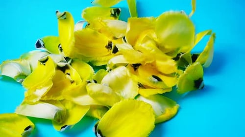 Falling Petals 2