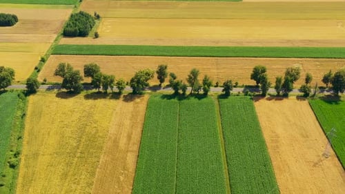 Green fields aerial view before harvest at summer. Road aerial
