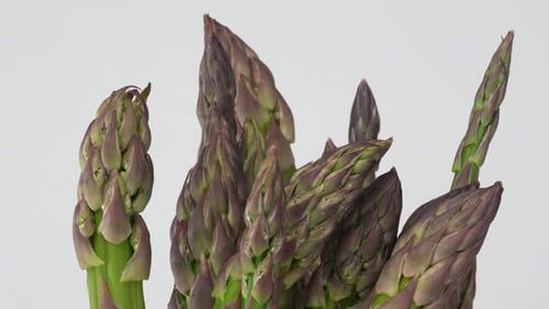 Spargel 39