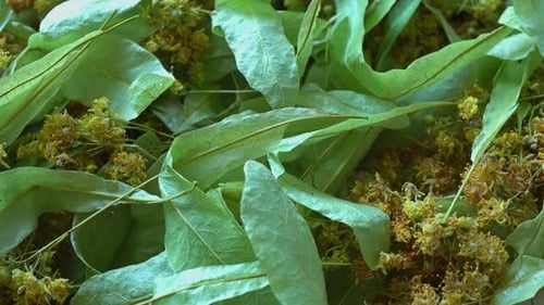 Close Up of Linden Leaves and Flowers