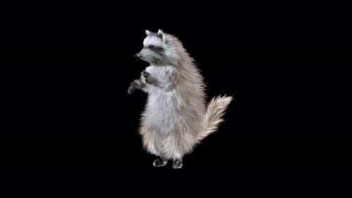 Fluffy Raccoon Standing and Moving Alpha Channel