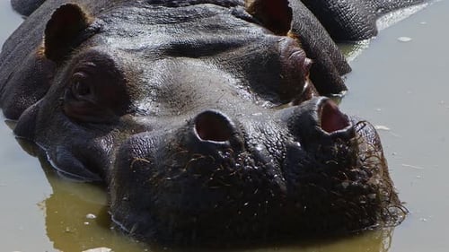 Hippo Close Up Resting in Water