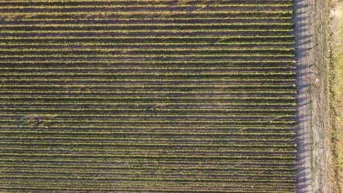 Vue aérienne de la plantation de vignobles au coucher du soleil