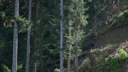Hohe Pinien auf dem Hügel