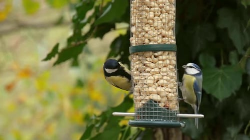 Tits auf Vogelhäuschen