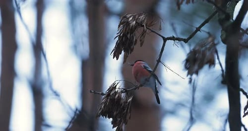 Männlicher Dompfaff, der Samen isst. Leuchtender Vogel auf einem Ast im Winterwald.