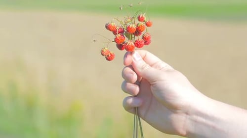 Hand Holds Wild Strawberries in a Sunny Field