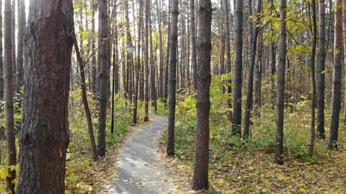 Beautiful Trail in the Autumn Forest or Urban Park