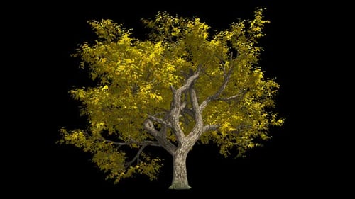 Herbstbaum mit einem verdrehten Stamm
