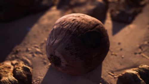 Brown Coconut on the Beach Sand