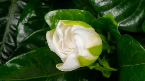 White Flower Gardenia Jasminoides s'ouvrant en Lap de temps