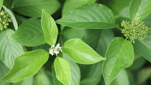 Fresh Bright Green Leaf Background