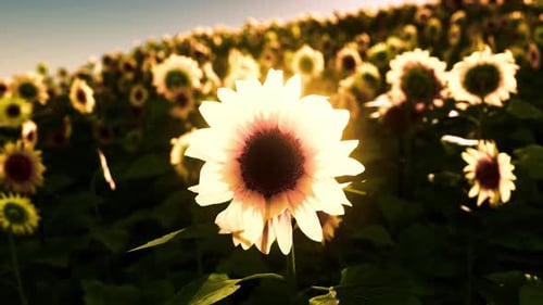 Field of Sunflowers and Sunset