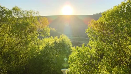 Aerial View of Woodland with Fresh Green Trees in Early Spring at Sunset