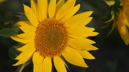 Lonely Helianthus plant close-up 4K 2160p 30fps UltraHD footage - Yellow sunflower petals shallow D