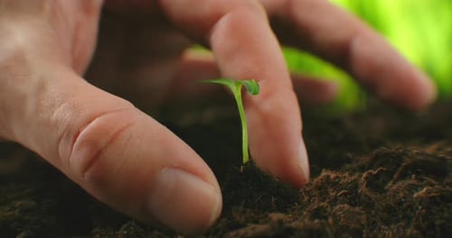 A Close-up Macro of a Green Seedling Planted in the Ground By Hands. Farmer Plants a Seedling with