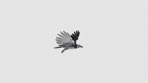 Harpy Eagle - Flying Loop - Vue latérale