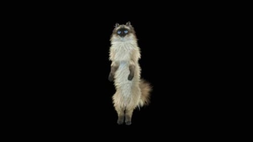 Katze Walking HD