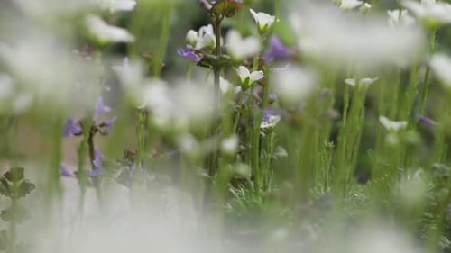 White Anemone Flowers Grow in Nature in Early Spring