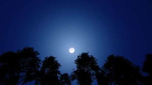 Night Sky Trees and Moon - On The Road