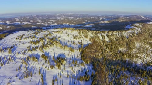 High Snowy Mountain Covered with Evergreen Fir Trees on a Sunny Cold Day