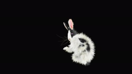 Rabbit Dancing 4K