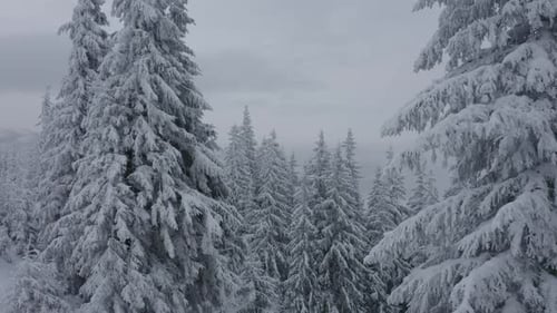 Fly near Spruce covered Snow, Aerial Drone view of Winter Forest in the Mountains