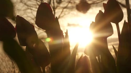 Red Tulips Silhouetted Against the Golden Sunrise