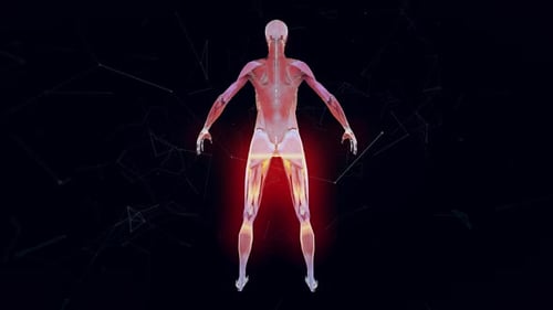3D Human Anatomy Scan with Muscular Pain Highlight