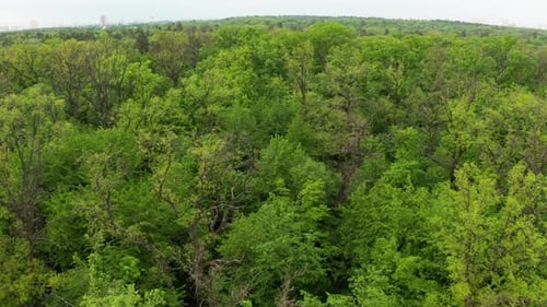 Forêt verte