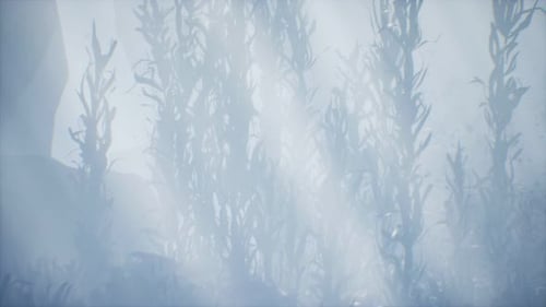 Underwater Grass Forest of Seaweed