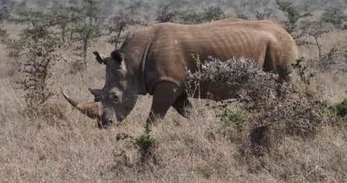 Weißes Nashorn, Ceratotherium Simum, weibliches Gehen, Nairobi Park in Kenia, Echtzeit 4K