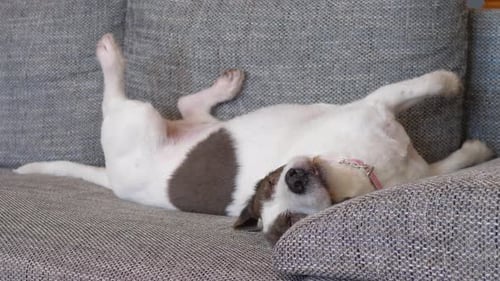 Dog Relaxing On The Couch.