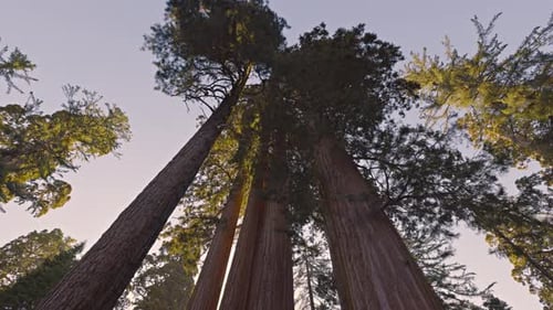 Giant Sequoia trees in Kings Canyon National Park