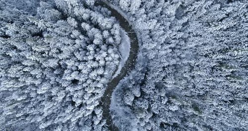 Country road passing through pine forest during winter 4k