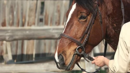 Beautiful Brown Horse Close Up.